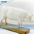 A07(12006) Plastic Veterinarian's Pig Anatomical Acupuncture Models 12006